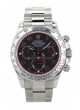  Daytona or blanc 116509